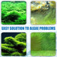 🎁 Hot Sale 50% OFF 🔥Effective Algae Control for Aquarium