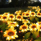 🌻 Realistic & Weatherproof | 2026 Hot Sale Solar Sunflower | IP65 Outdoor Decor