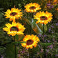 🌻 Realistic & Weatherproof | 2026 Hot Sale Solar Sunflower | IP65 Outdoor Decor